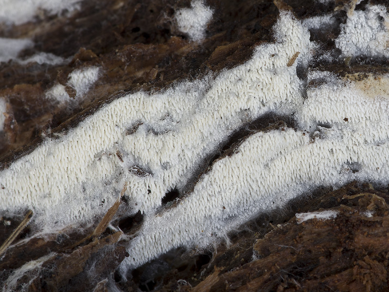 Trechispora farinacea